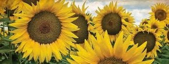 Letter from the Pastor