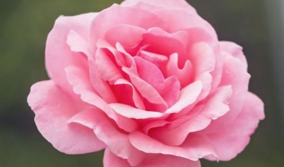 Catholic Women's Group