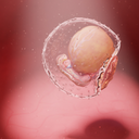 Required Instruction in Human Embryologic Development Continues to Move in House