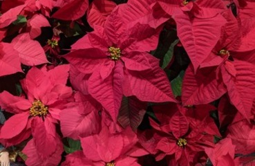 Donations for Our Altar Christmas Flowers