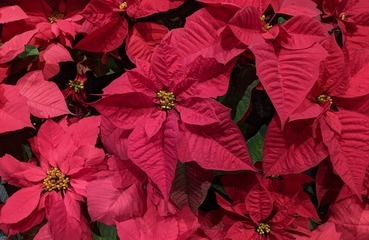 Christmas Altar Poinsettias
