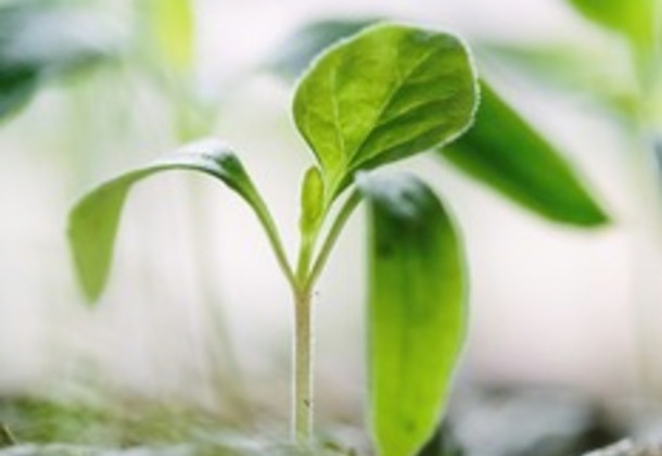 What’s the Soil of Your Soul?