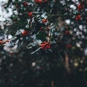 In the Spirit of Advent