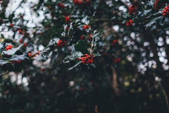 In the Spirit of Advent