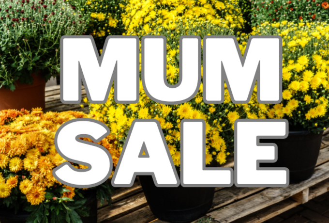 Mum Sale