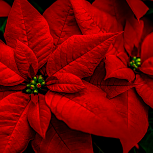 Poinsettia Memorials