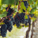 Vine and Branches: Bishop O'Connell's Message for the 5th Sunday of Easter