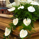 Human composting and the Catholic Church