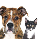 Spencer County 2022 Rabies Clinics Announced