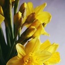 Little White Book for Easter Available in Churches March 16