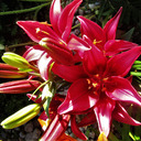 Honor Your Loved Ones with Easter Flower Offering