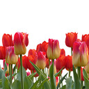 Celebrate Mother’s Day With Flowers