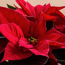 Poinsettias Available After Weekend Masses January 31 and February 1