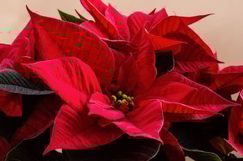 Poinsettias Available After Sunday Masses