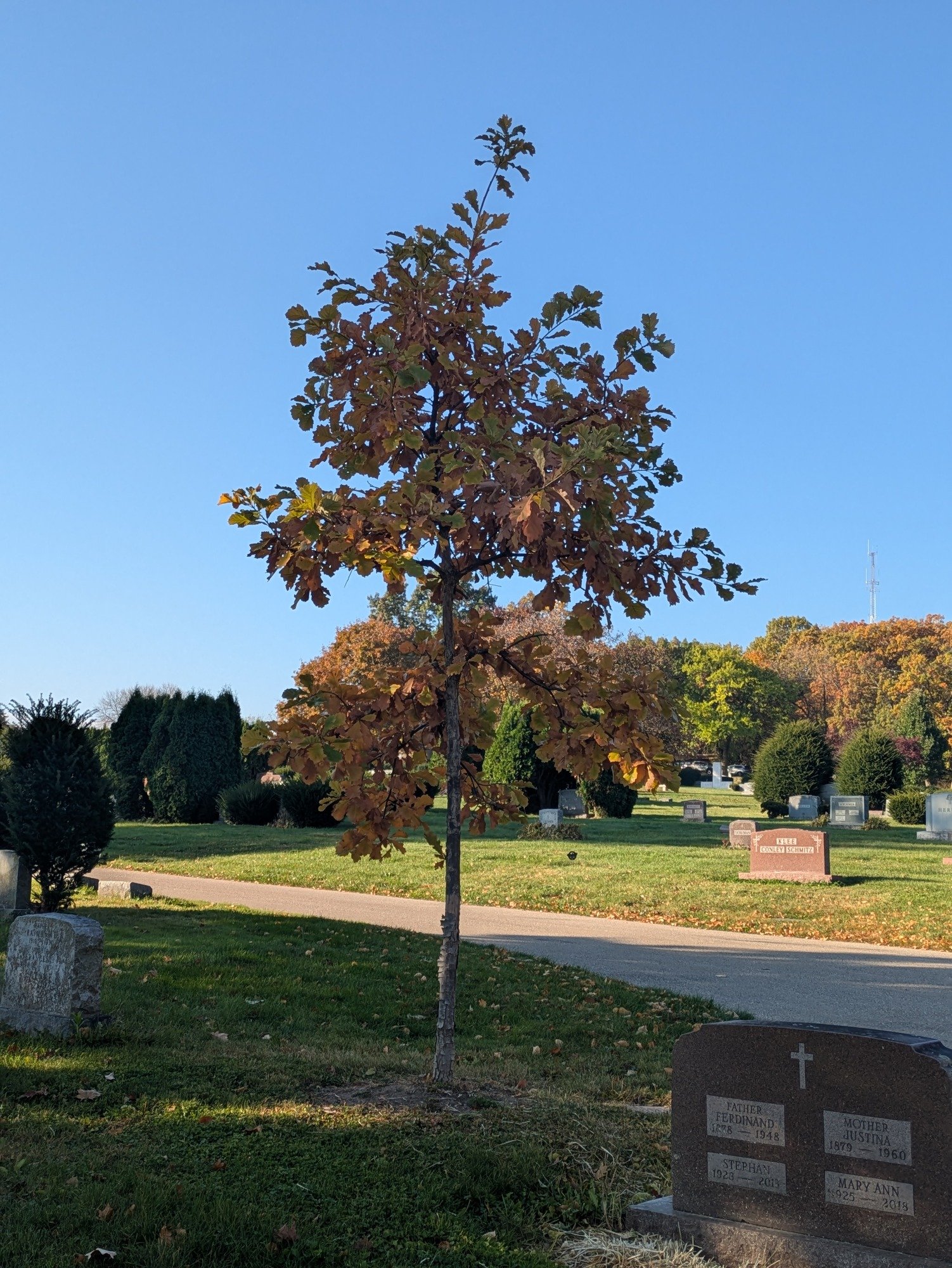 Thank you St. Thomas Aquinas!