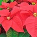 Thank You for Our Christmas Poinsettias!