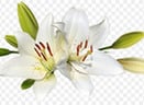 Easter Flowers