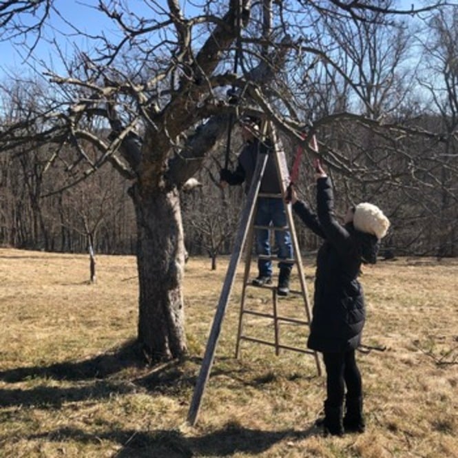 Abbey Pruning Association Seeks Volunteers