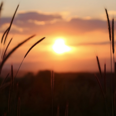 With Grateful Hearts Finding God’s Presence in Scripture, Silence, and Thanksgiving