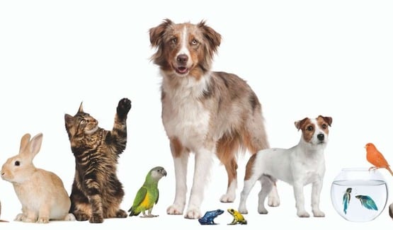 Blessing of the Pets