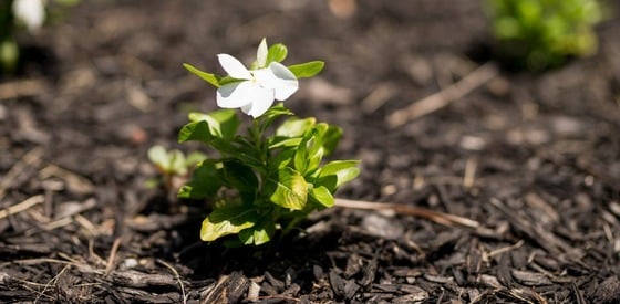 The Way: Men's Healing Retreat for Survivors of Abuse