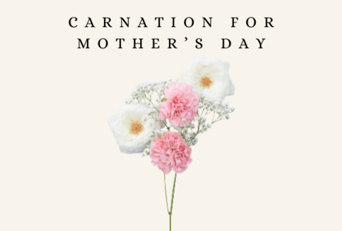 Mother’s Day Carnations