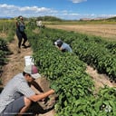 Catholic Campaign For Human Development