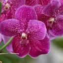 The Color Purple!