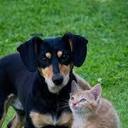 Oct. 24 - Rabies Clinic & Dog/Cat Grooming