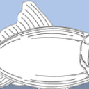 Fish (Cod) Loins & Salmon Patties For Sale