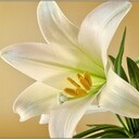 Easter Message from Father Ananias
