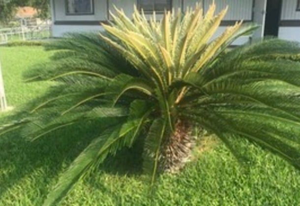 Palms Needed * Se Necesitan las Palmas