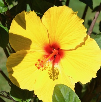 Parish Mass and Picnic!