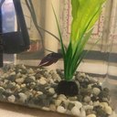 Meet Leonardo, New in Grade 3