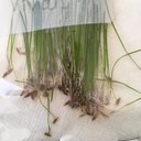 Germination & Photosynthesis: Hands-on Science!