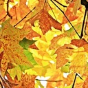 OLF School Fall Festival