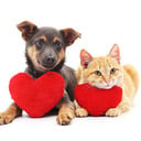 Annual Blessing of Pets on Oct. 4