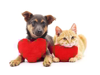 Annual Blessing of Pets on Oct. 4