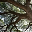 San Damiano Event: Weekend Retreat Beneath the Trees