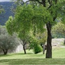 San Damiano Event: 6- Day Silent Retreat: Following the Footprints of Contemplative Prayer