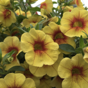 Hanging Basket Flower Sale