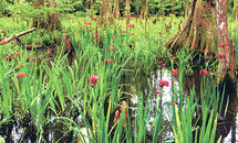 Louisiana irises are being protected and conserved
