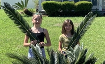 Palms from the heart