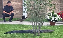 Luling church rolling out red carpet for lapsed gators