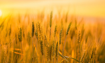 ‘Unless a grain of wheat shall fall upon the ground and die’