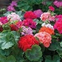 Spring Flower Sale