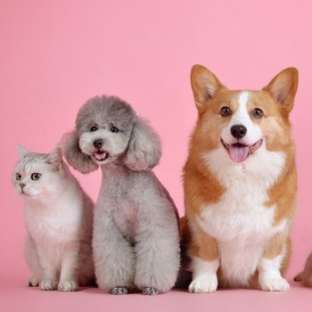 Blessing of the Pets