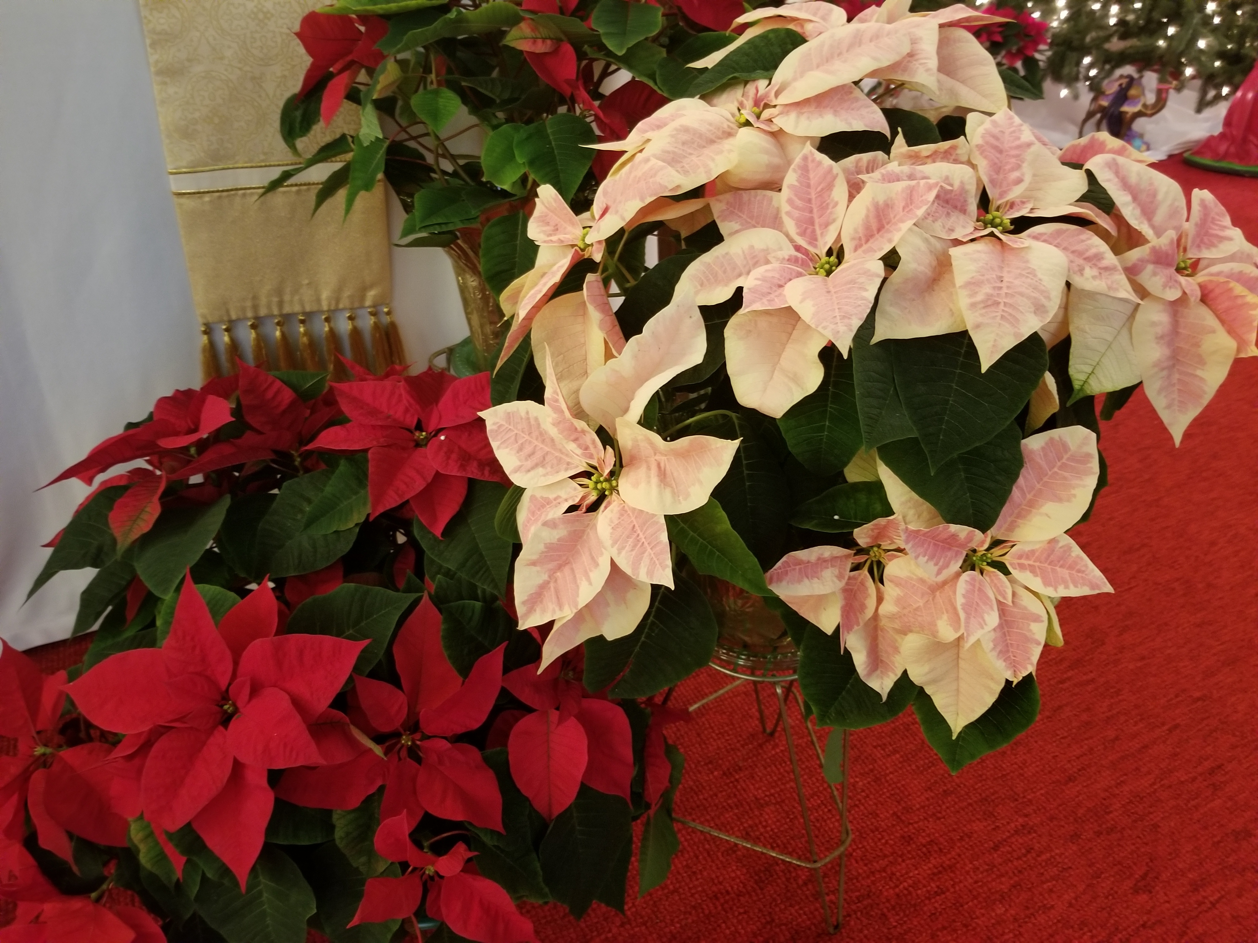 Cattaraugus Creek Catholic CommunityChristmas Services