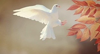 Jornada de la Paz, mañana la presentación del mensaje del Papa