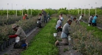 The effects of mass deportations on the labor market in America